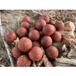 Pelzer Sushi Boilies 21mm 1kg