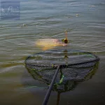 Nevis Speednet Carp merítőfej 60x50cm