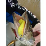Nevis Twister Shad Vantage 9cm /Bleak/ 3db/csomag
