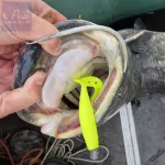 Nevis Twister Shad 11cm 3db/cs (Classic White)