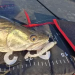 Reiva Stream Shad 10cm Flash Lemonade 6db/csomag