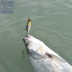 Reiva Stick Minnow wobbler 5cm 4.5g (Ayu)