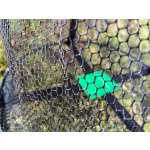 Carp Zoom Lebegő Haltartó Háló