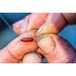 Guru Kuranku Micro Barbed Hook Lapkás Szakállas Horog