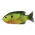 Livetarget Naphal Sunfish Walking Bait Florescent Pumpkinseed 7,5cm