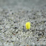 Stég Upters Corn 10mm Honey