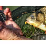 Top Mix Magic Corn Fokhagyma 3-méret 75db/csomag