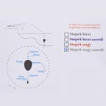 Harcsázó Stupek Szerelt Nagy